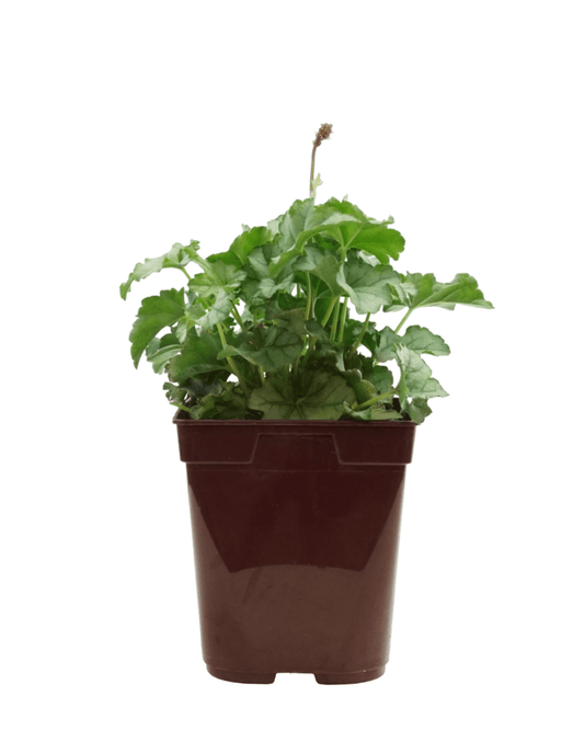 Heuchera 'Little Cuties Shimmer' - The Garden Corner