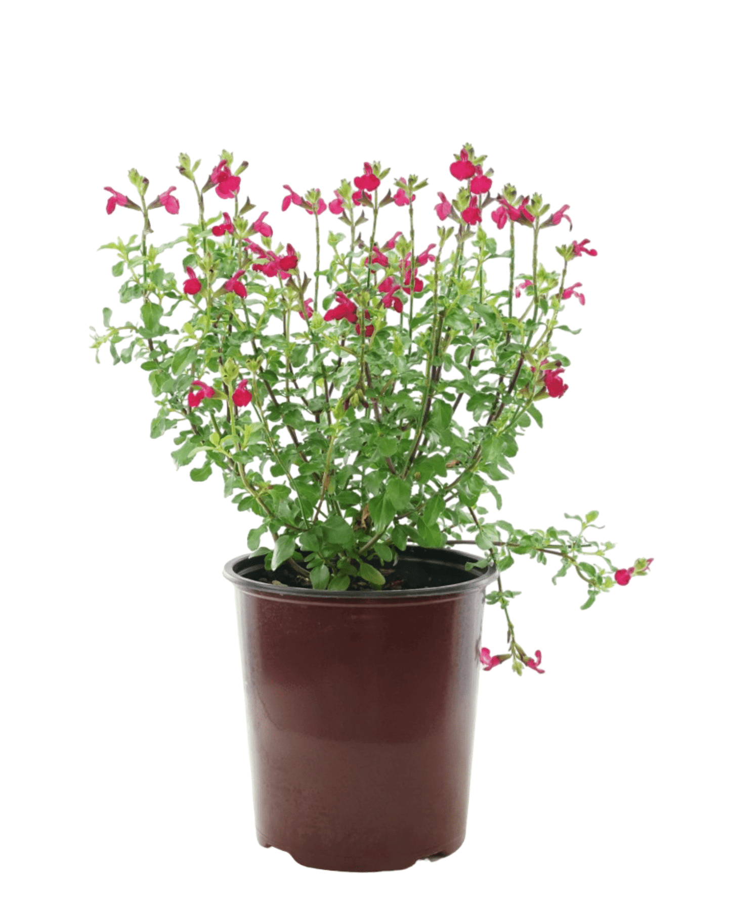 Salvia microphylla 'Free Speech' - The Garden Corner