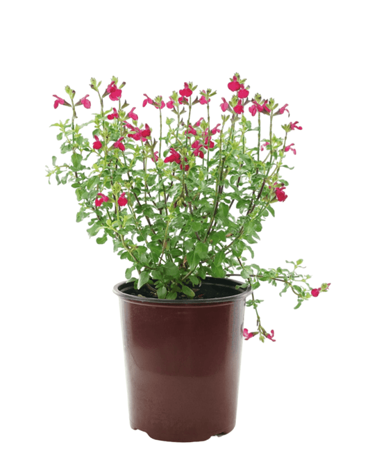 Salvia microphylla 'Free Speech' - The Garden Corner