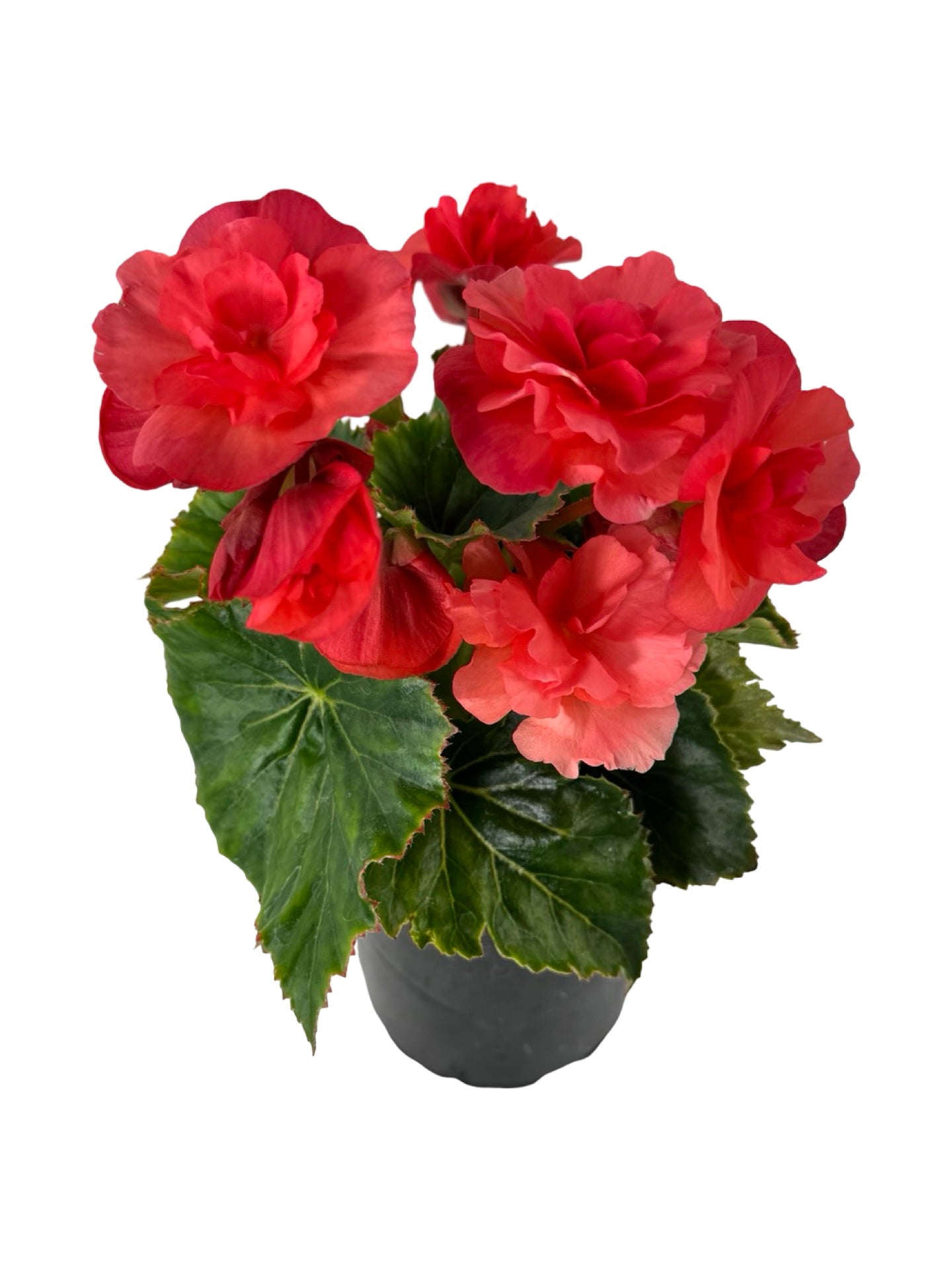 Solar Begonia Salmon Coral - Annuals