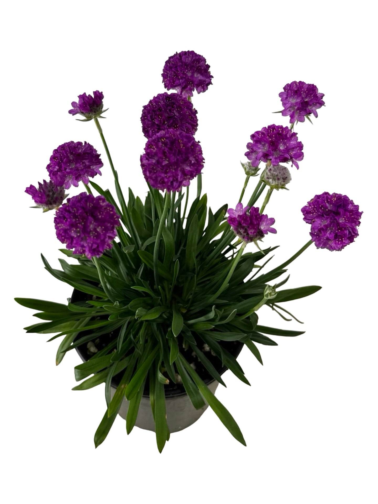 Armeria pseudarmeria 'Vivid Dreams' - Perennials