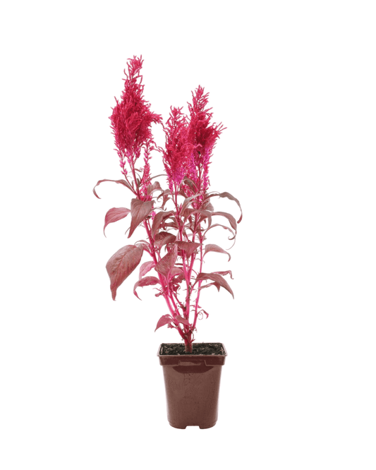Celosia argentea plumosa 'Dragon's Breath' - The Garden Corner