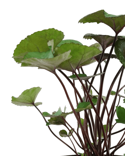 Ligularia dentata 'Othello' - The Garden Corner