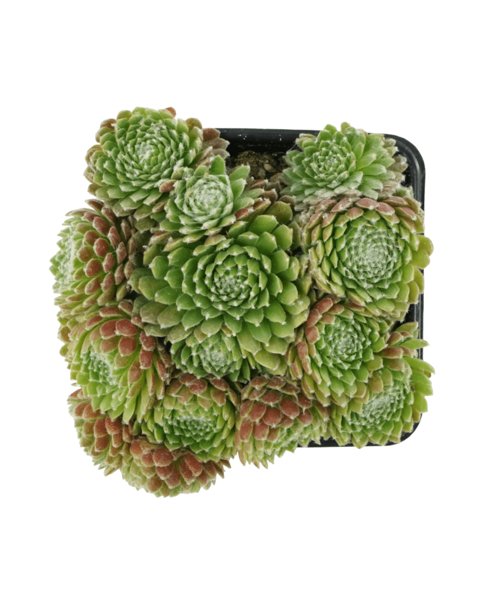 Sempervivum 'Mike' - The Garden Corner