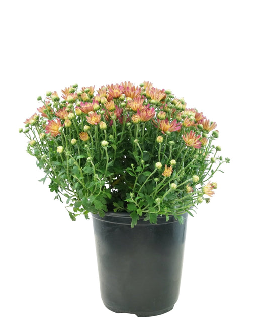 Chrysanthemum Jacqueline™ 'Peach Fusion' - The Garden Corner