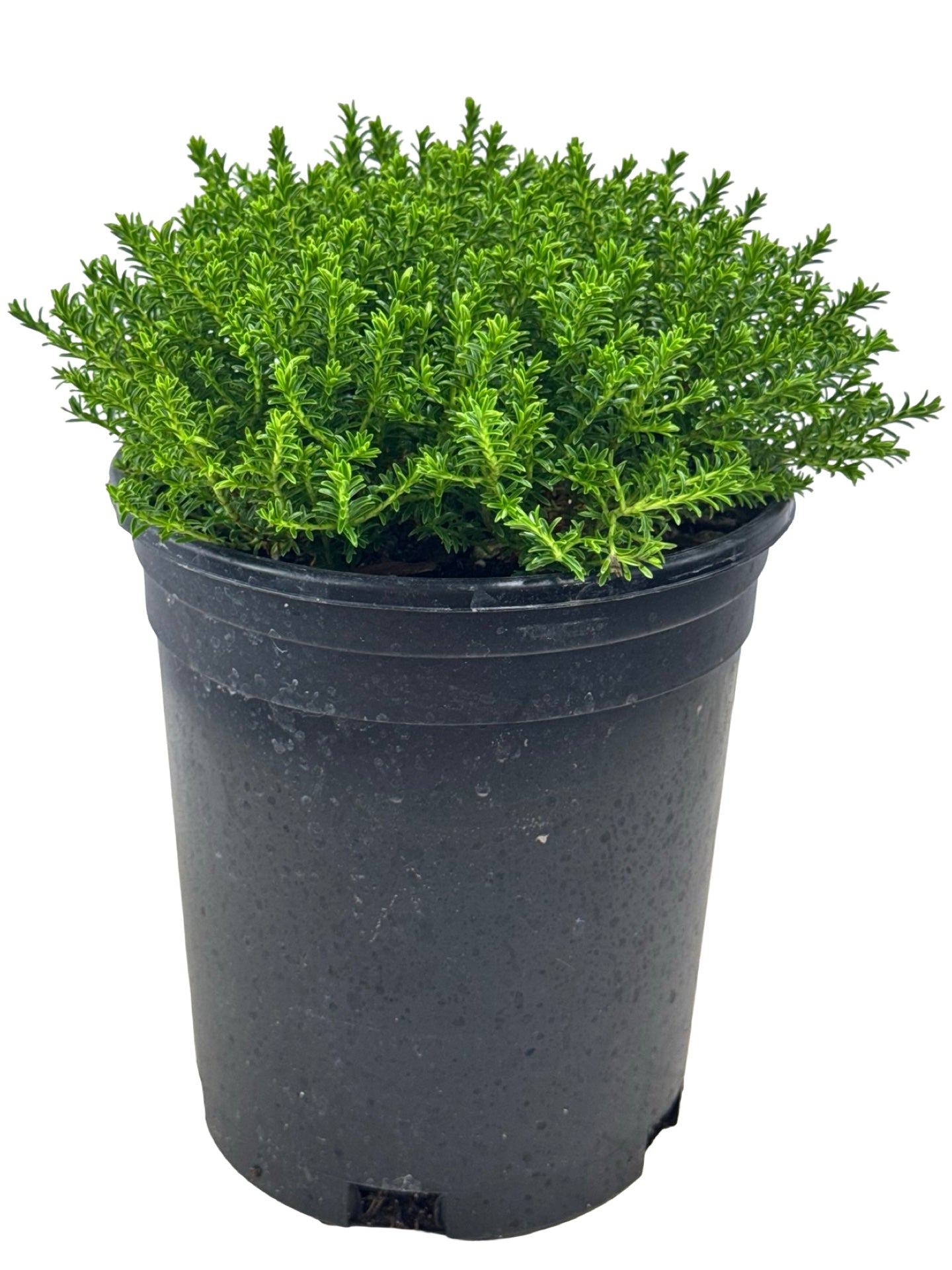 Hebe 'Mckeanii' - Shrubs