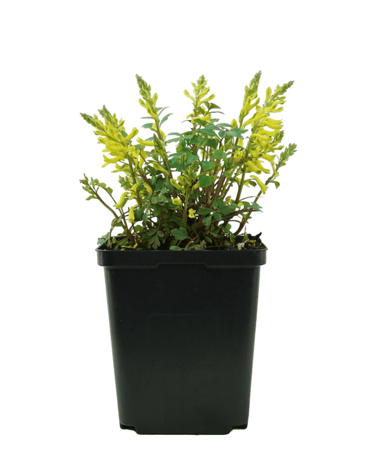 Corydalis 'Canary Feathers' - The Garden Corner