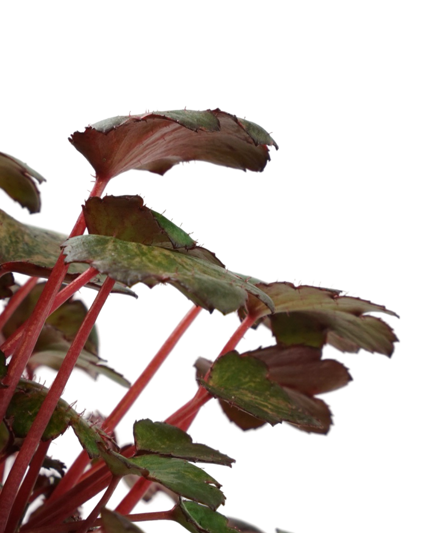 Saxifraga cortusifolia Dancing Pixies® 'Talea'