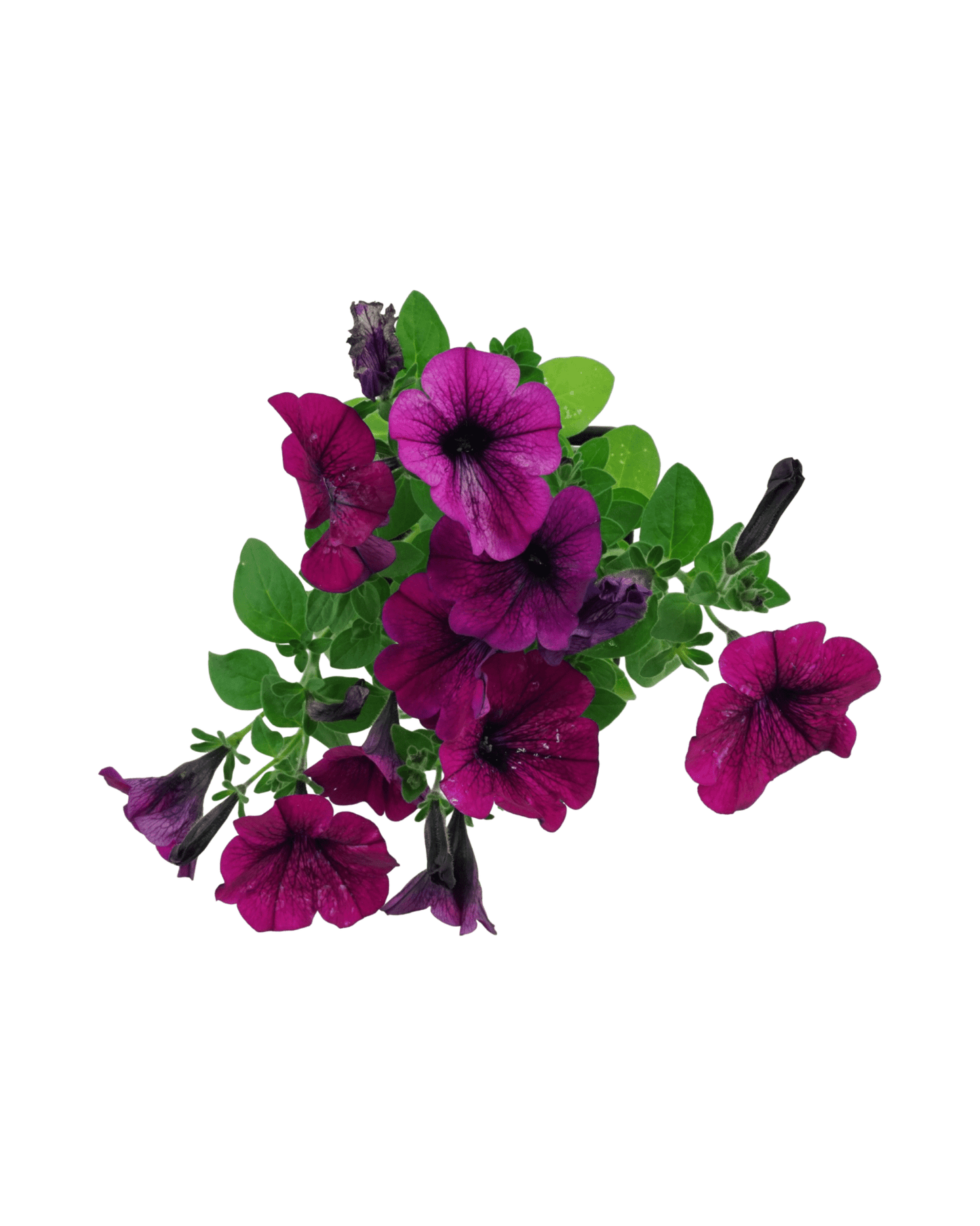 Petunia 'Headliner Electric Purple' - The Garden Corner