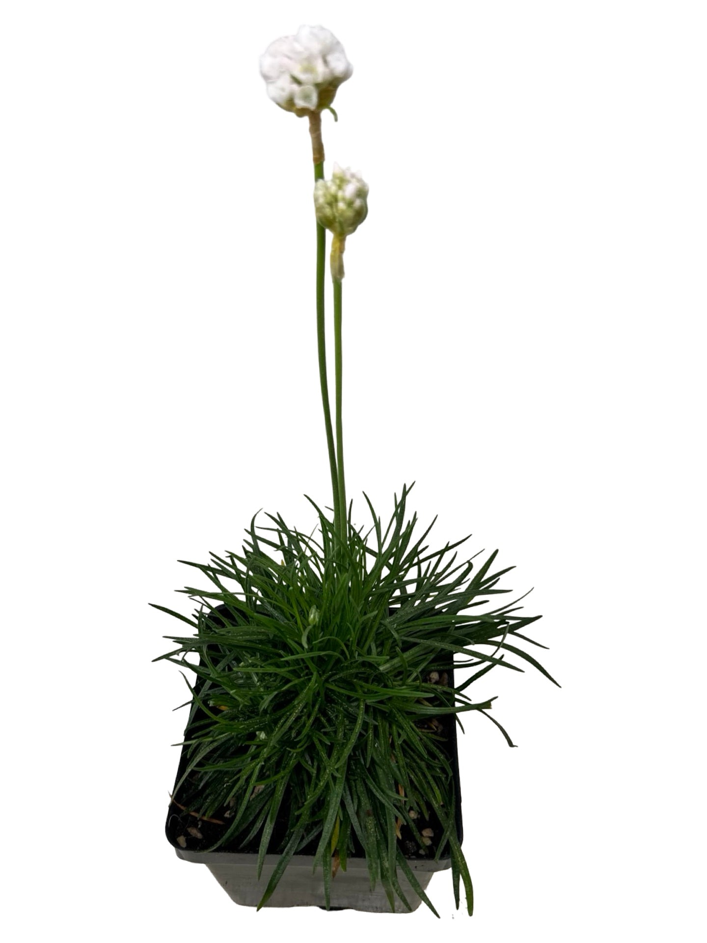 Armeria maritima 'Alba' - Perennials