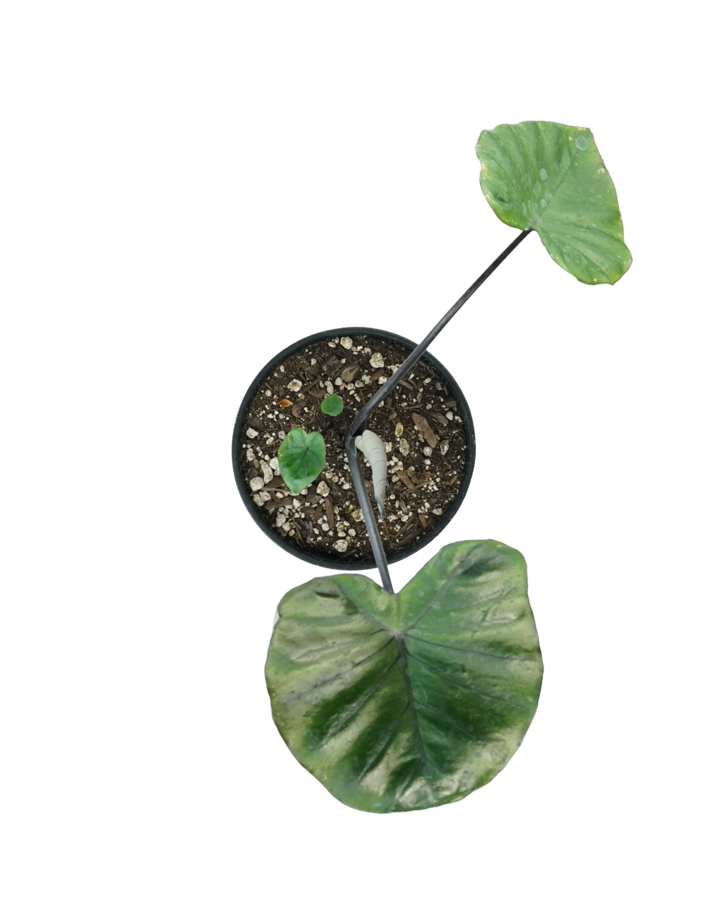 Colocasia esculenta 'Fontanesii'