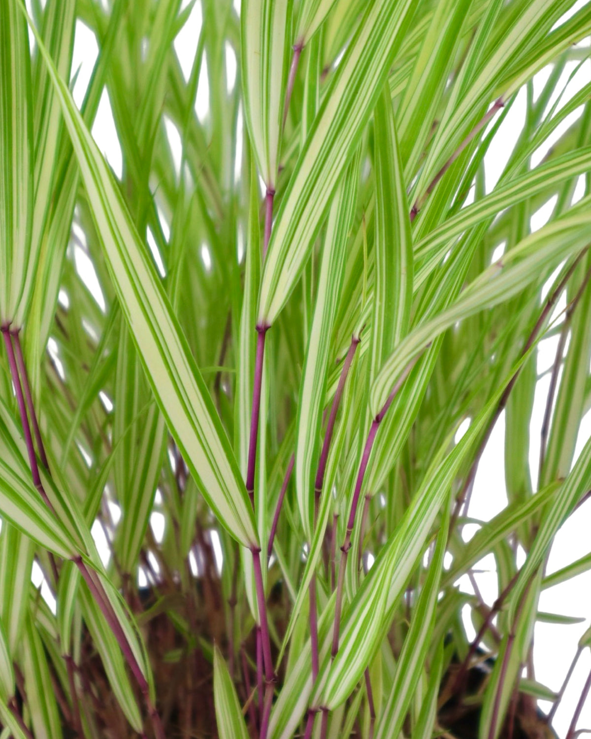 Hakonechloa macra 'Lime Zest' - Perennials