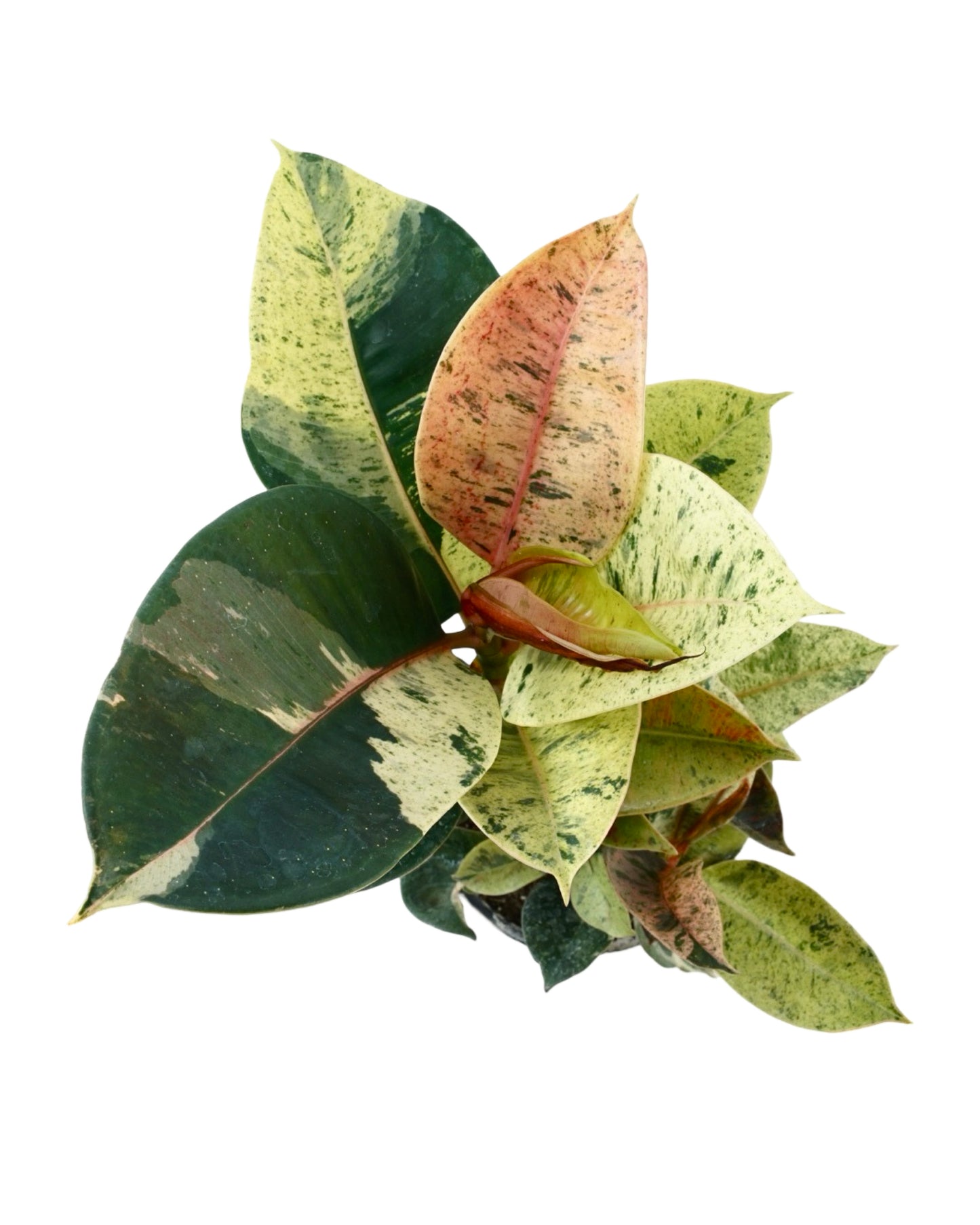 Ficus shivereana 'Moonshine'