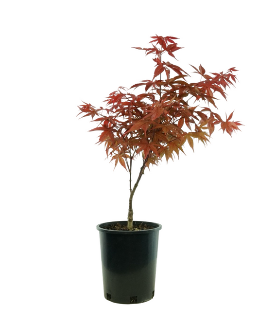 Acer palmatum 'Rhode Island Red'