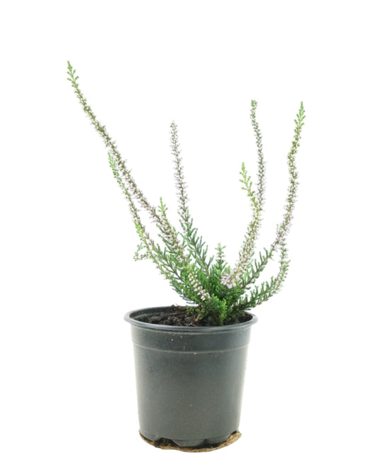 Calluna vulgaris 'Renate' - The Garden Corner