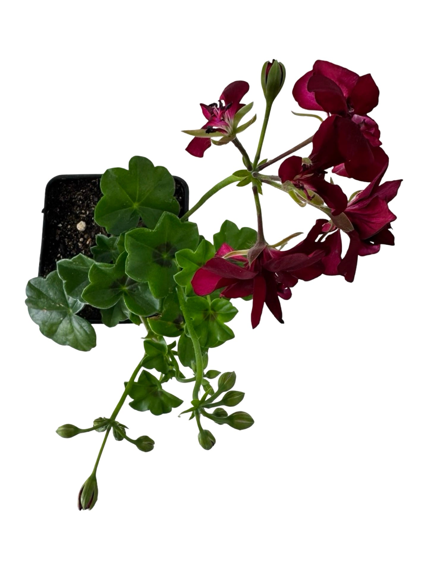 Ivy Geranium Ivy League® 'Burgundy' - Annuals