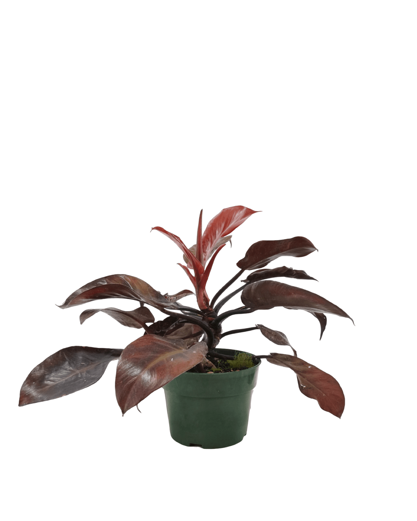 philodendron mccolley's finale scientific name Philodendron 'McColley's Finale' – The Garden Corner