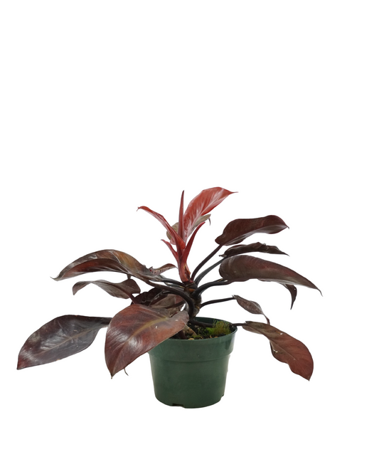 Philodendron 'McColley's Finale'