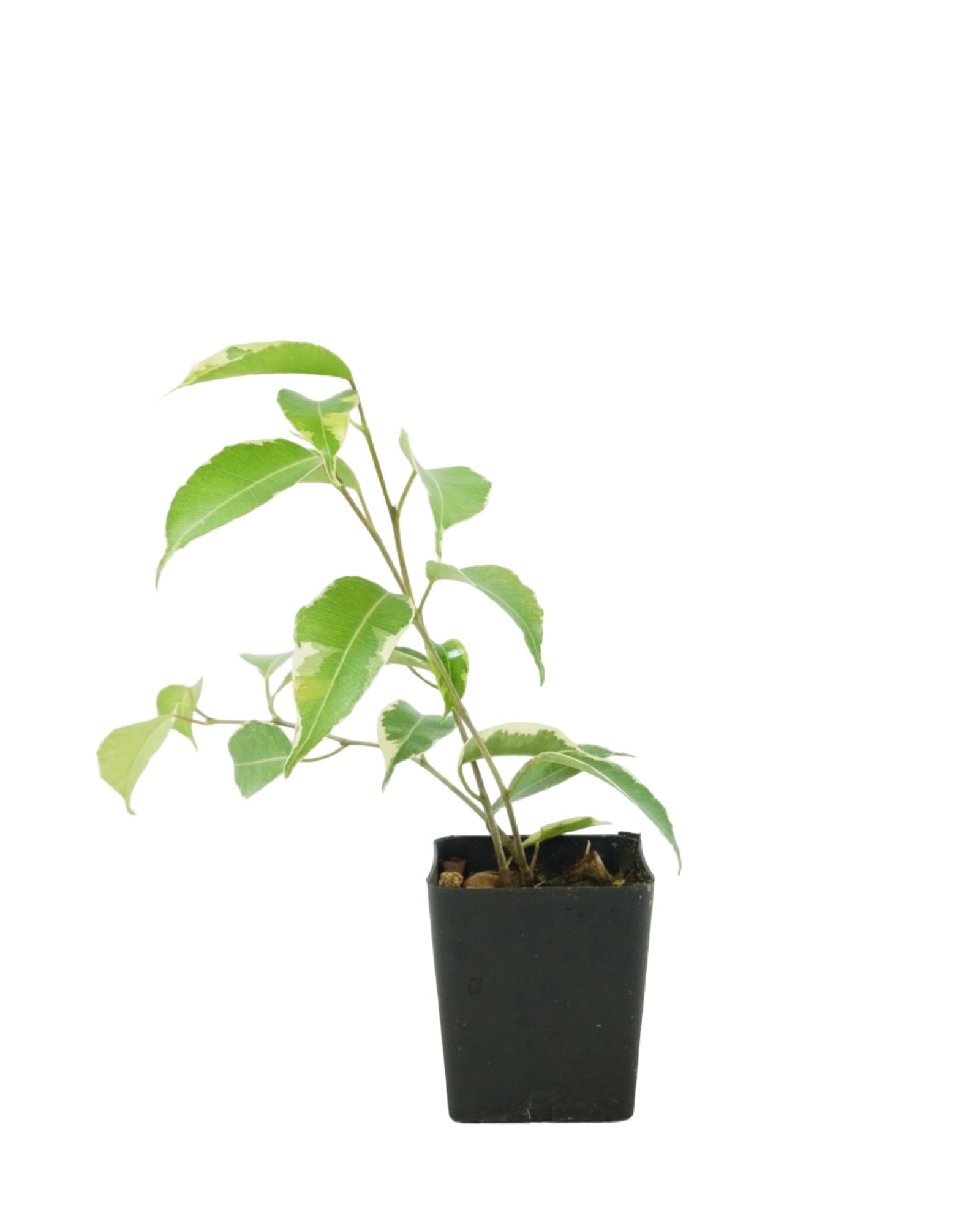 Ficus benjamina 'Variegata' - The Garden Corner