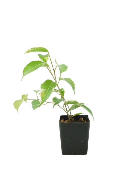 Ficus benjamina 'Variegata' - The Garden Corner