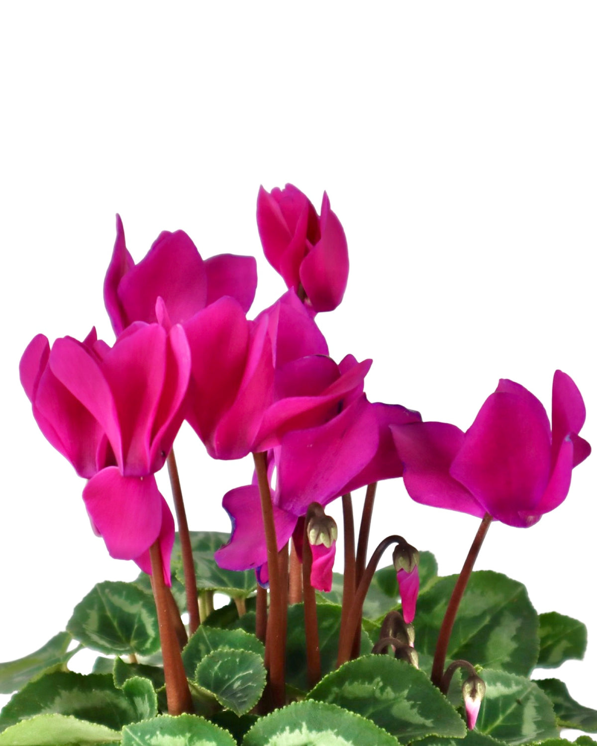 Cyclamen 'SuperSerie Allure Dark Violet' - House Plants