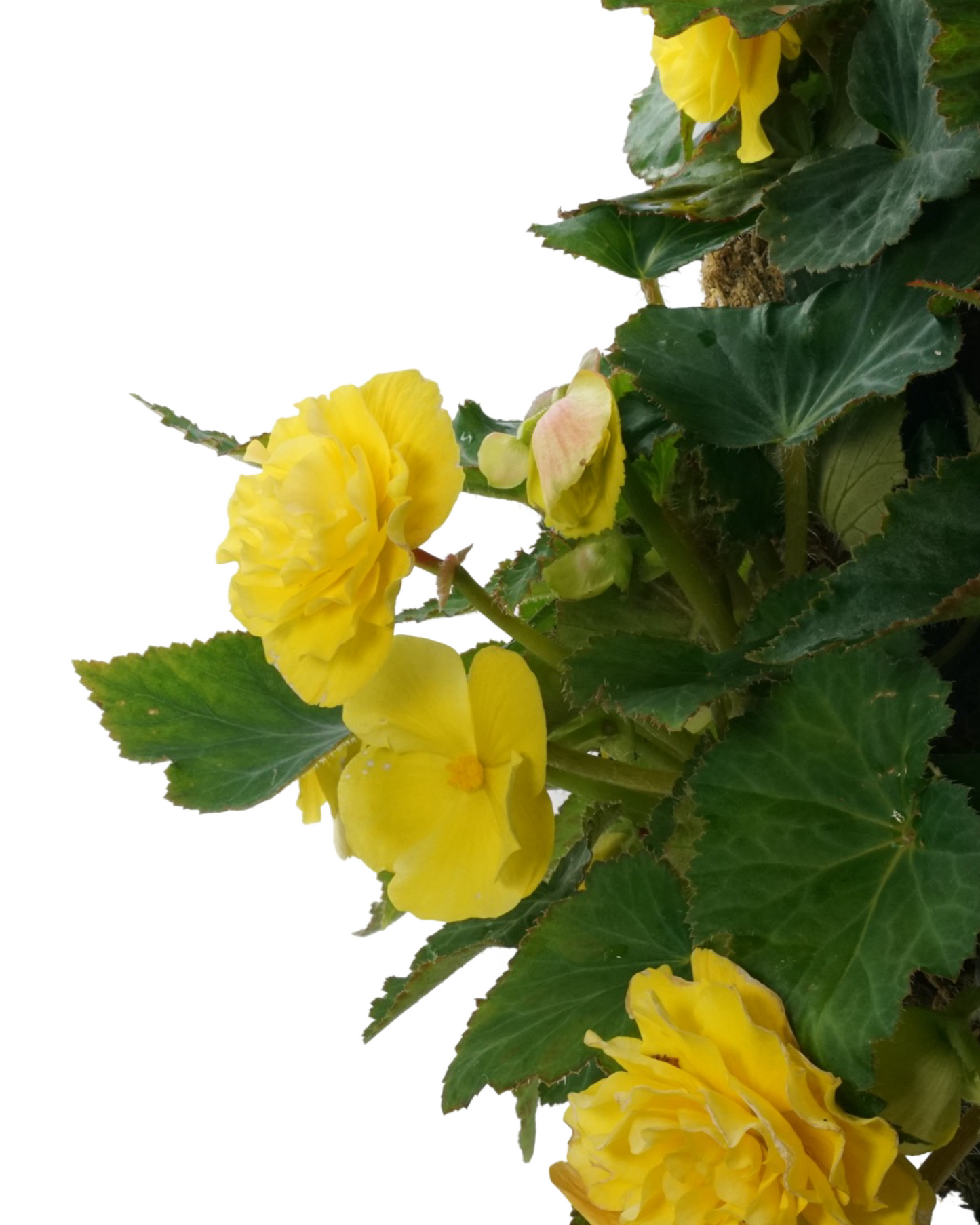 Moss Basket Nonstop Begonia
