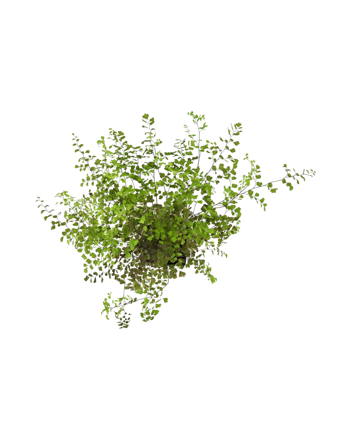 Adiantum x mairisii - Perennials