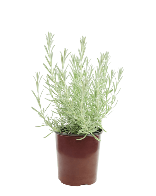 Lavandula s. 'Anouk Silver' - The Garden Corner