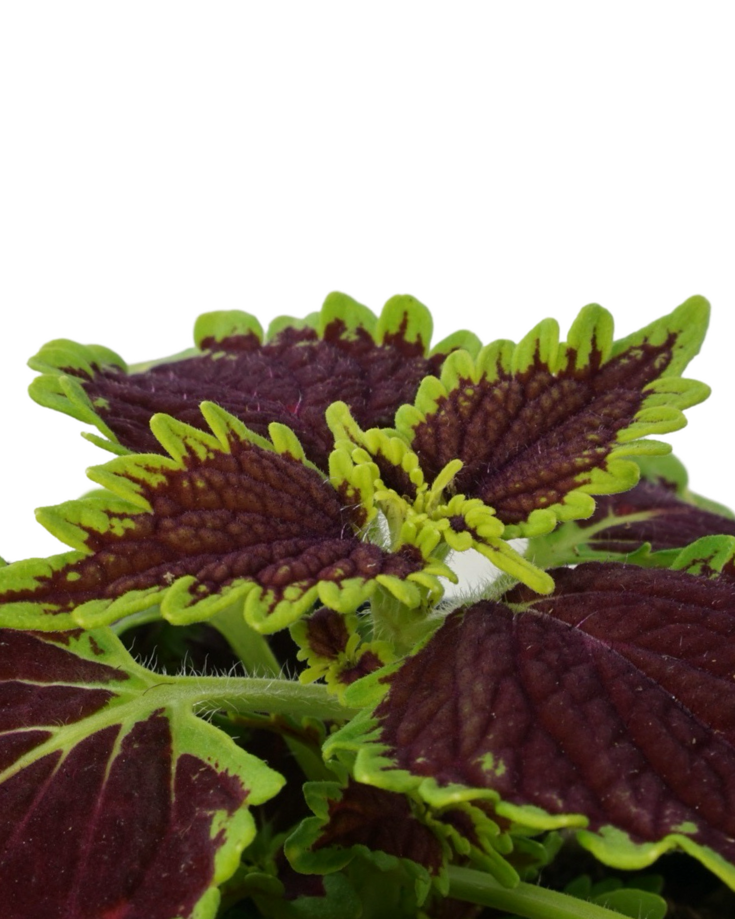 Coleus Main Street™ 'Bourbon Street'