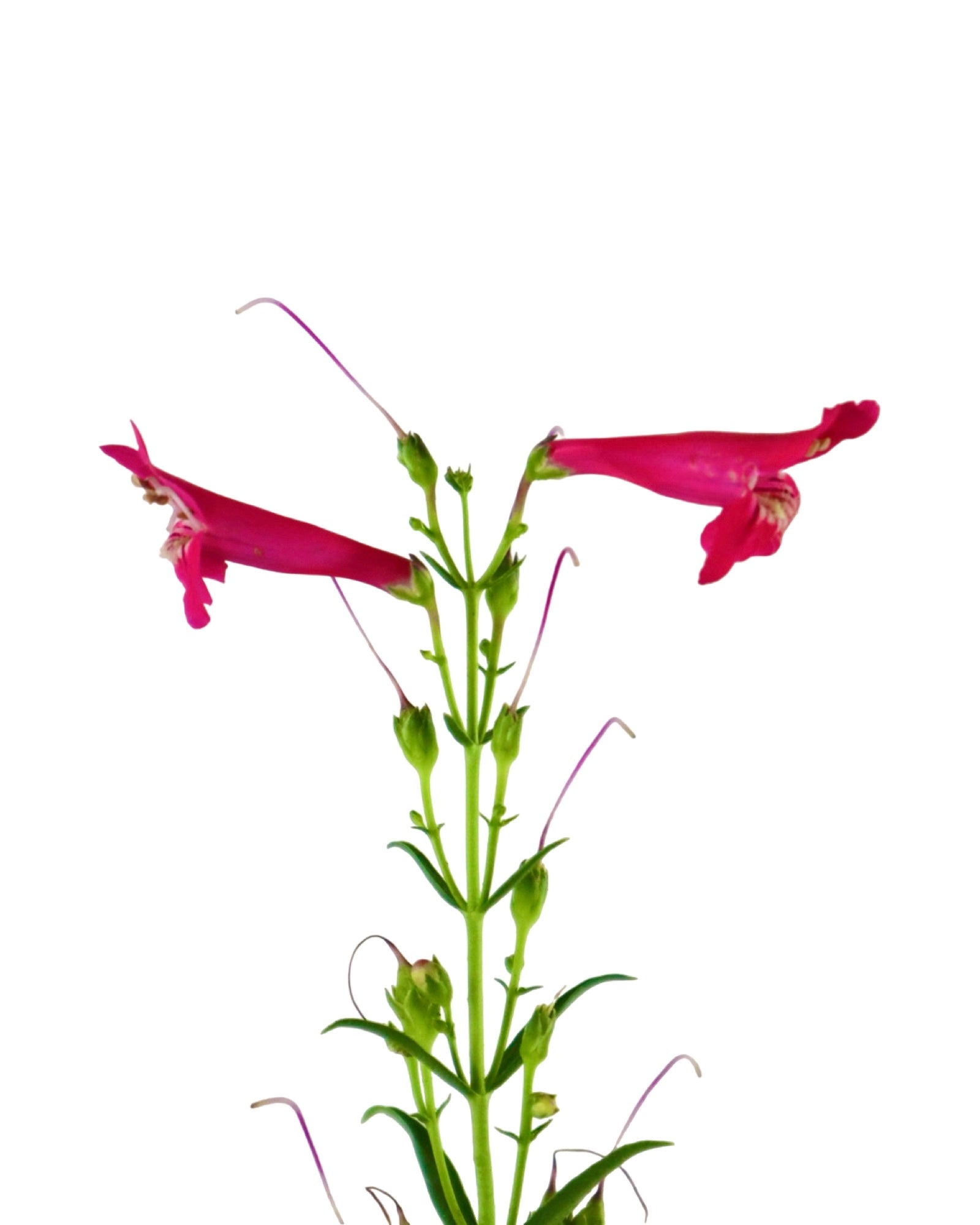 Penstemon Summit Sweets™ Ruby - Perennials