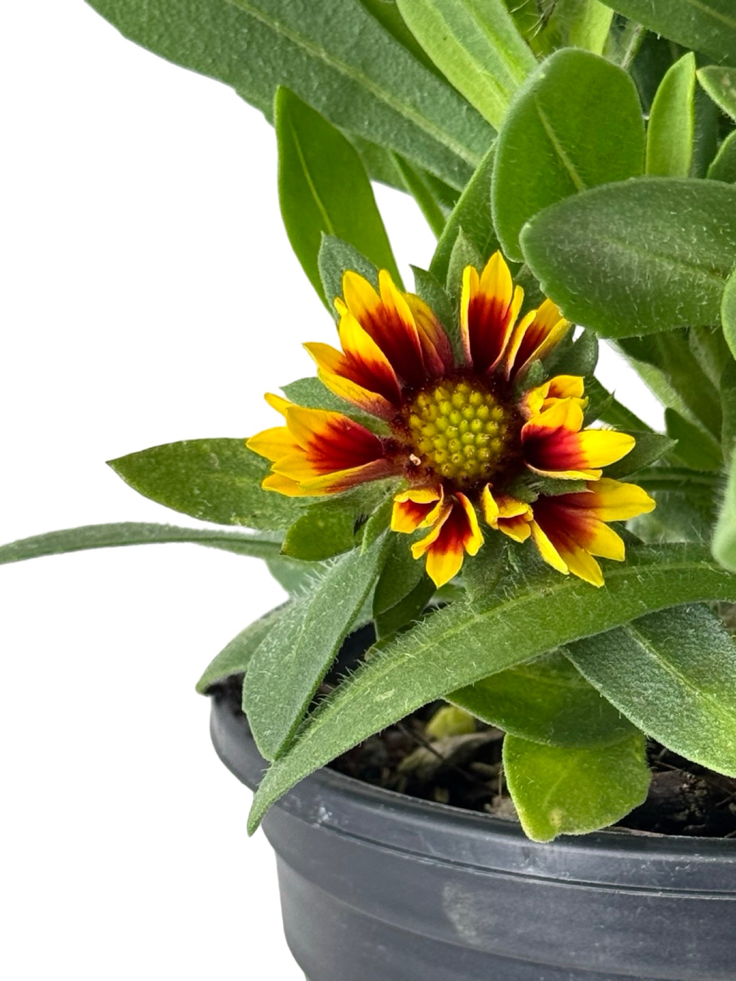 Gaillardia aristata 'Guapa Flamenco Bicolor' - Perennials