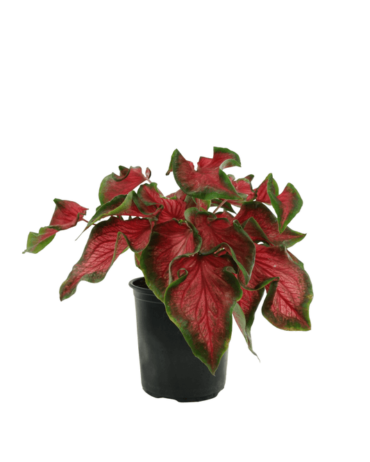 Caladium 'Red Ruffles' - The Garden Corner