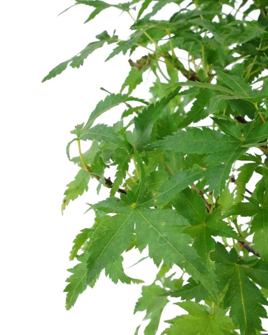 Acer palmatum 'Sharp's Pygmy'