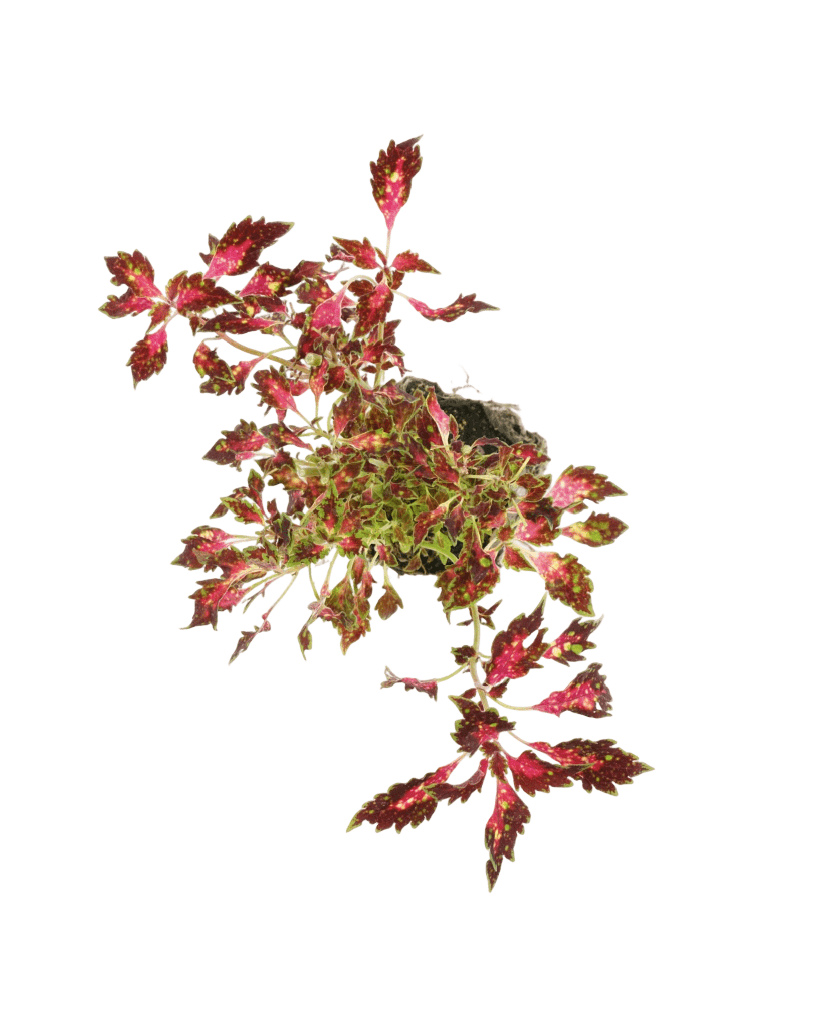 Coleus 'Down Town Santa Monica' - The Garden Corner