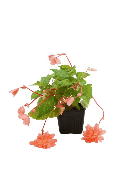 Begonia Illumination® 'Salmon Pink' - The Garden Corner