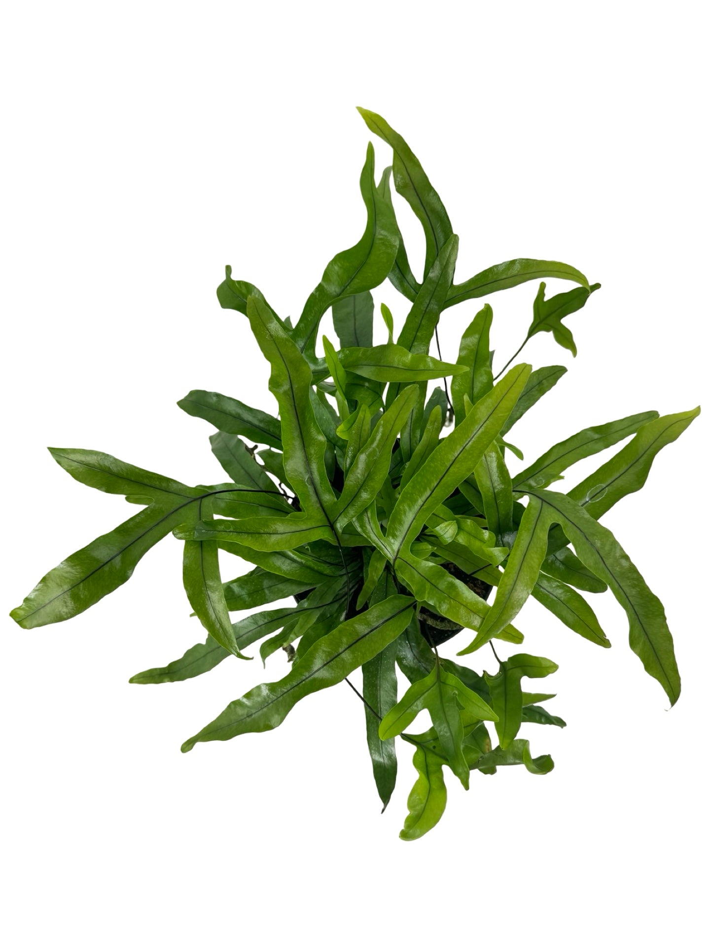 Microsorum diversifolium - House Plants