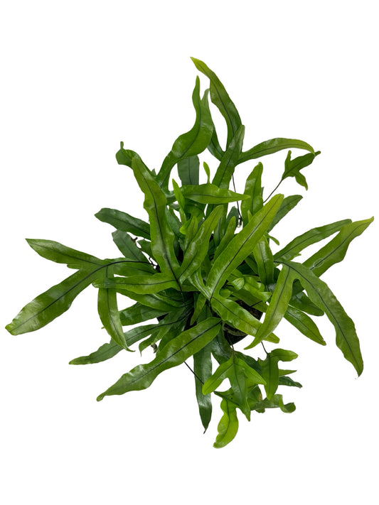 Microsorum diversifolium - House Plants