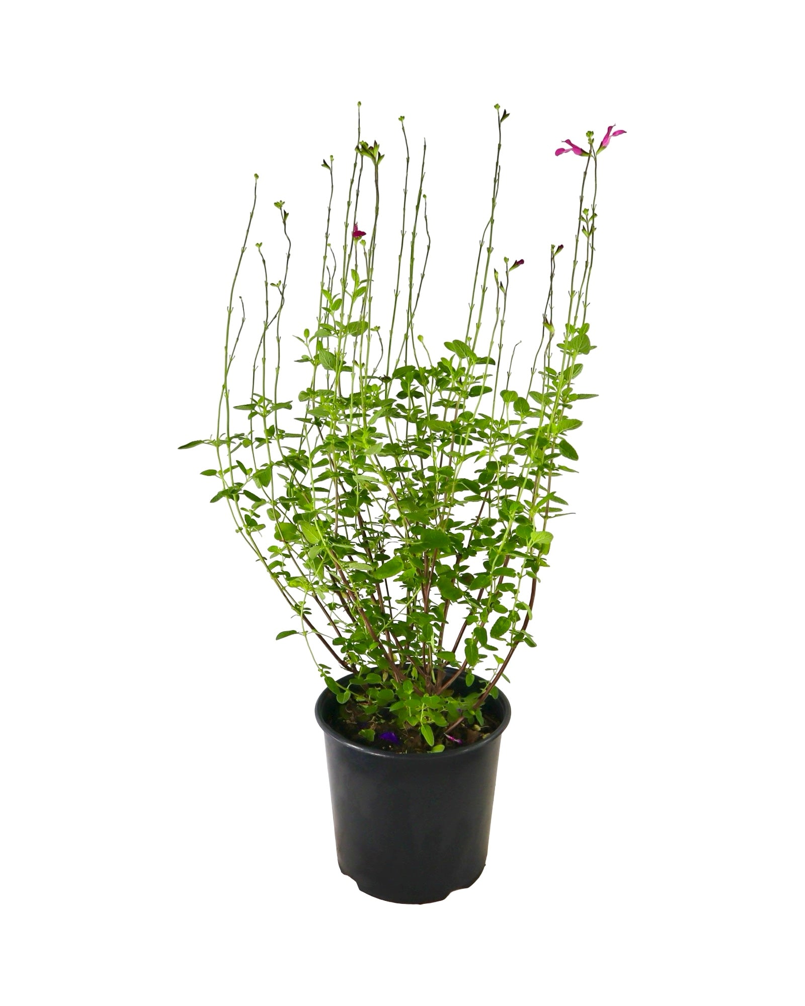 Salvia 'Dayglow' - Perennials