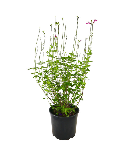 Salvia 'Dayglow' - Perennials