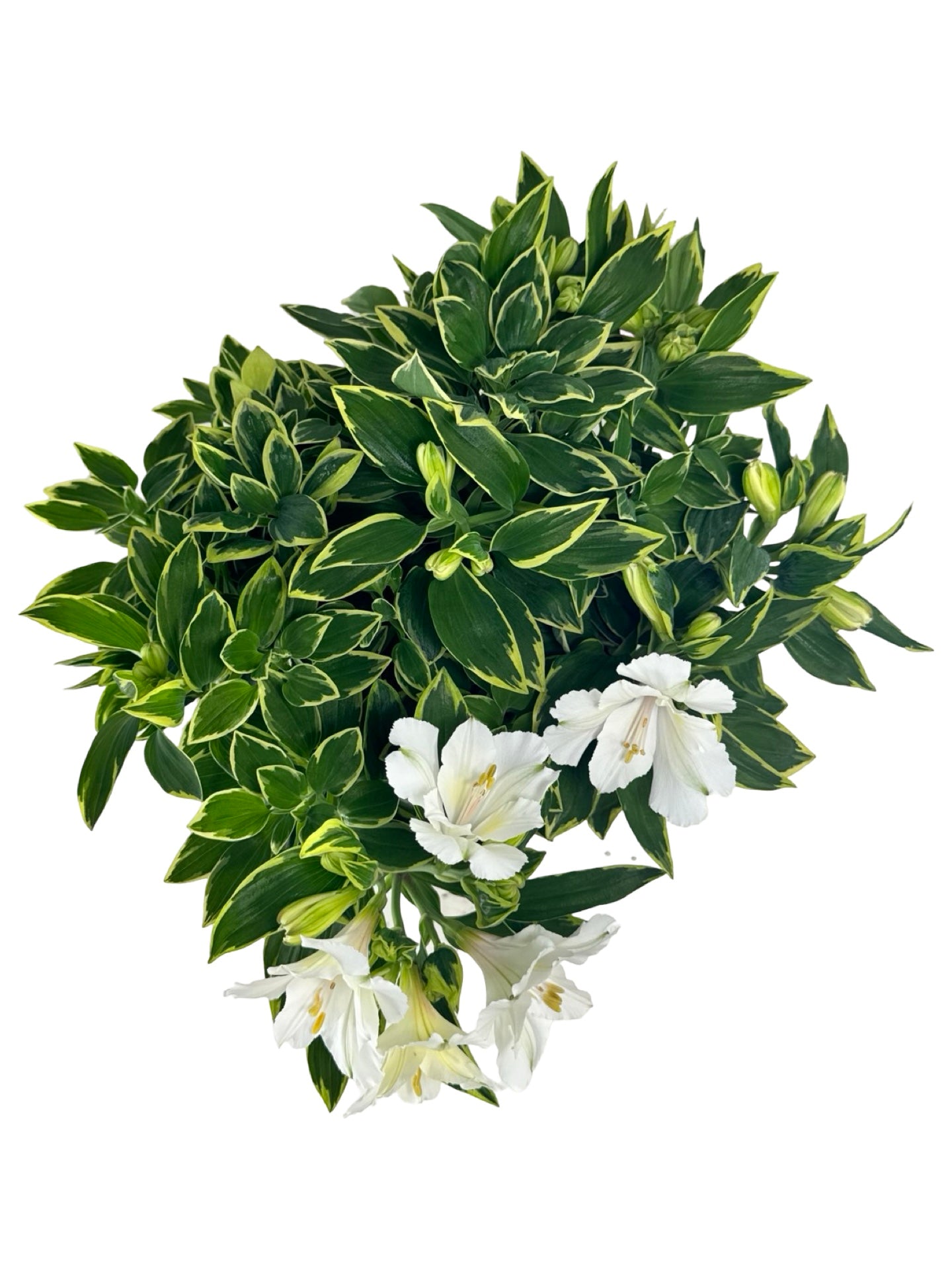 Alstroemeria x claressa - Perennials
