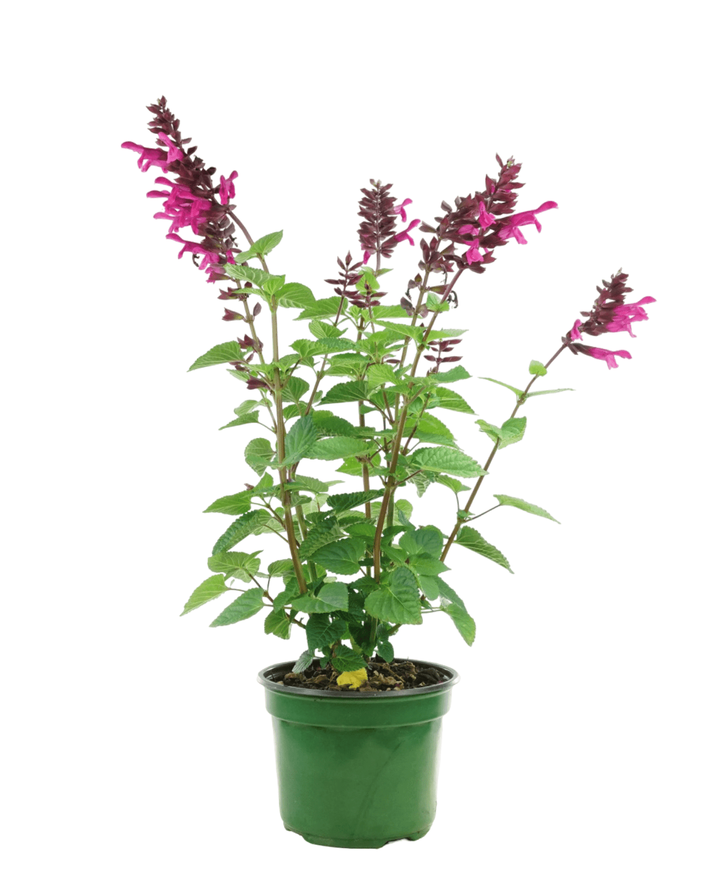 Salvia 'Rockin Fuchsia' - The Garden Corner
