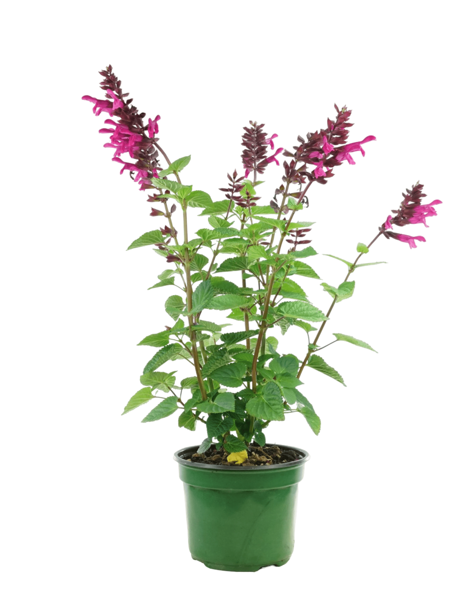 Salvia 'Rockin Fuchsia' - The Garden Corner