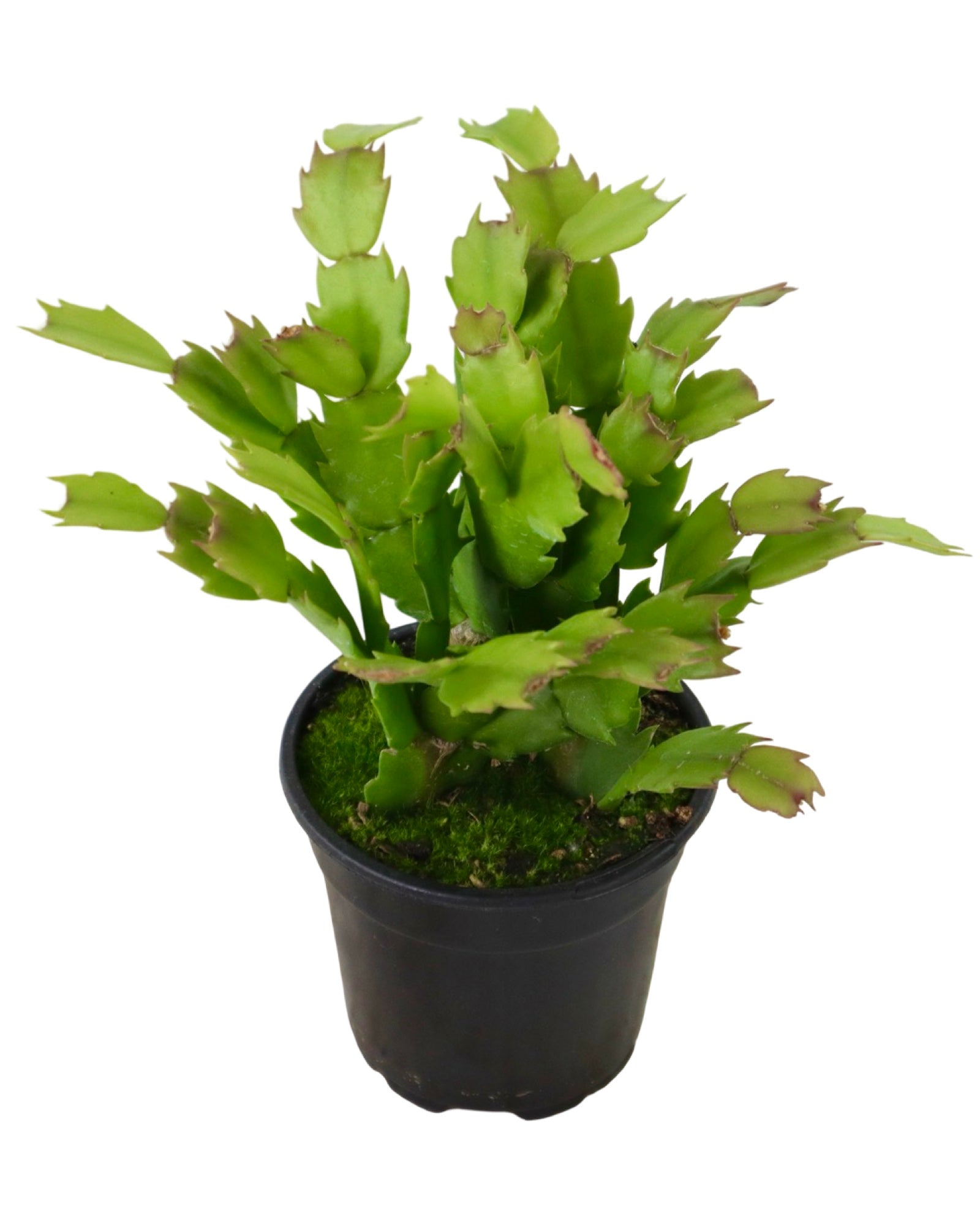 Schlumbergera 'Purple Flame' - House Plants