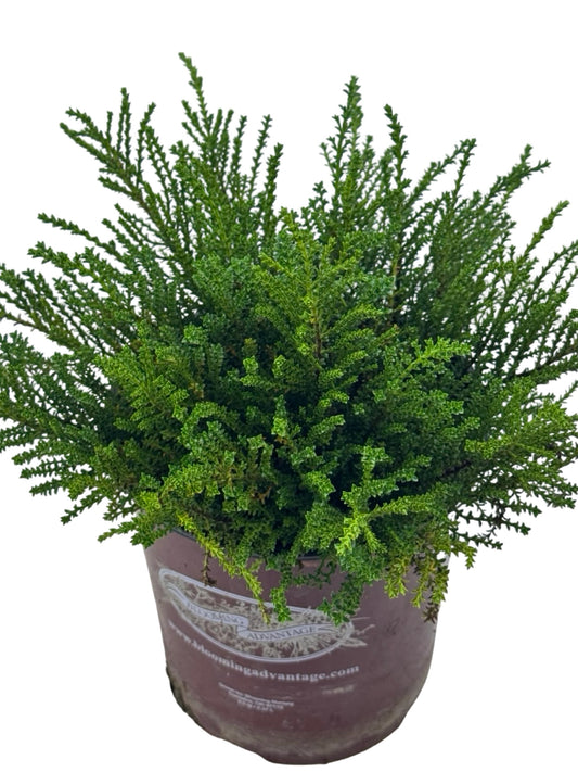 Hebe 'Karo Golden Esk' - Shrubs