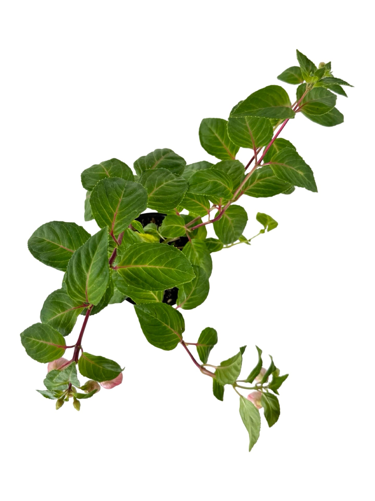 Fuchsia 'Bicentennial' - Annuals
