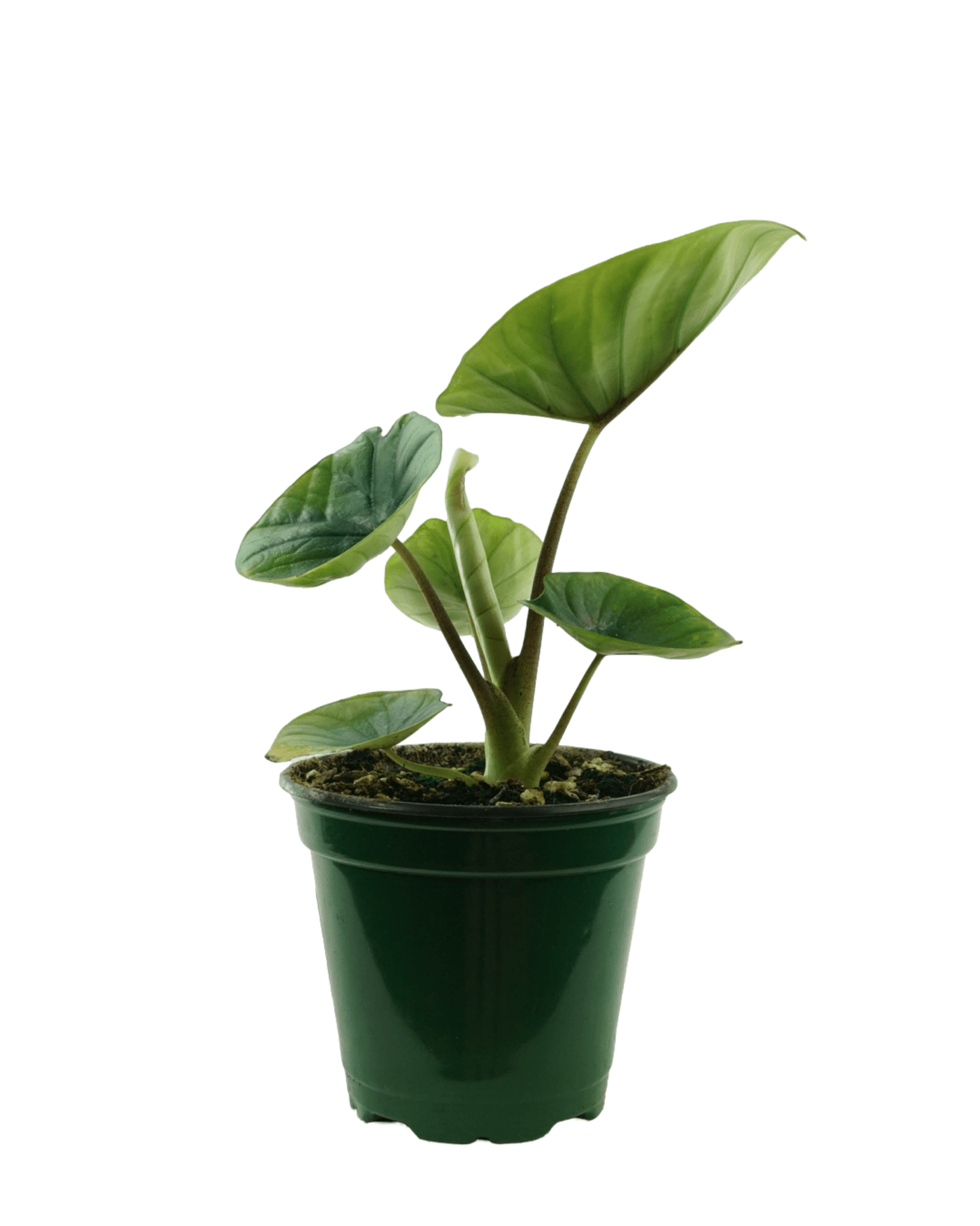 Alocasia bisma - The Garden Corner