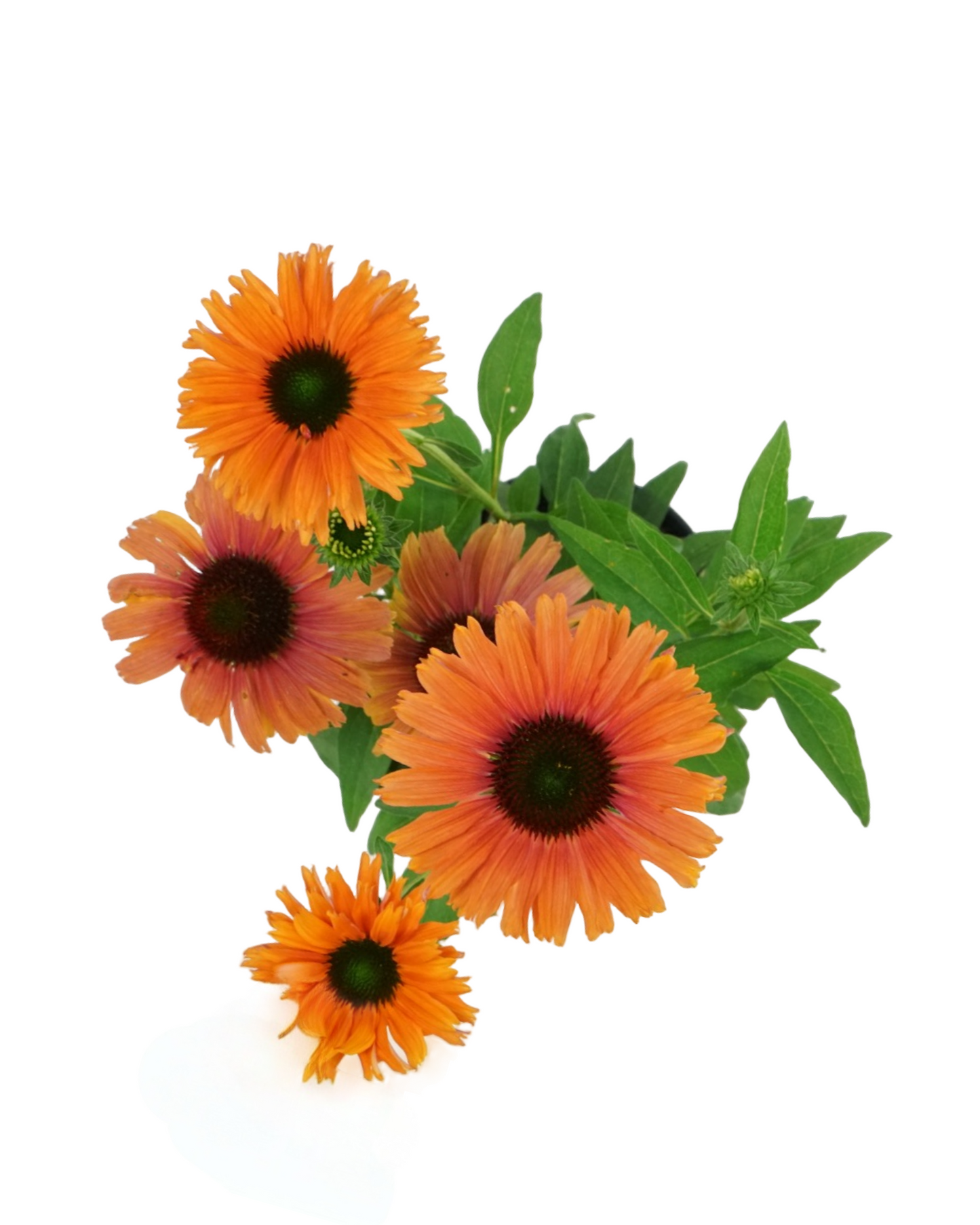 Echinacea Sunseekers® 'Mineola'