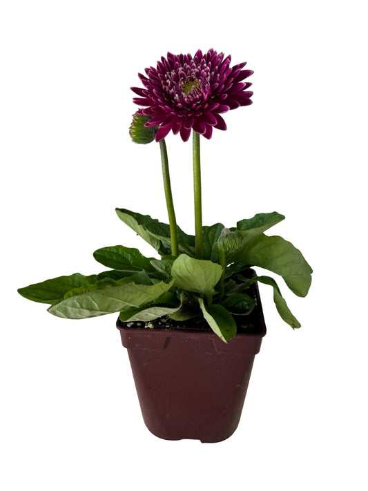 Gerbera Garvinea® Majestic Purple - Perennials