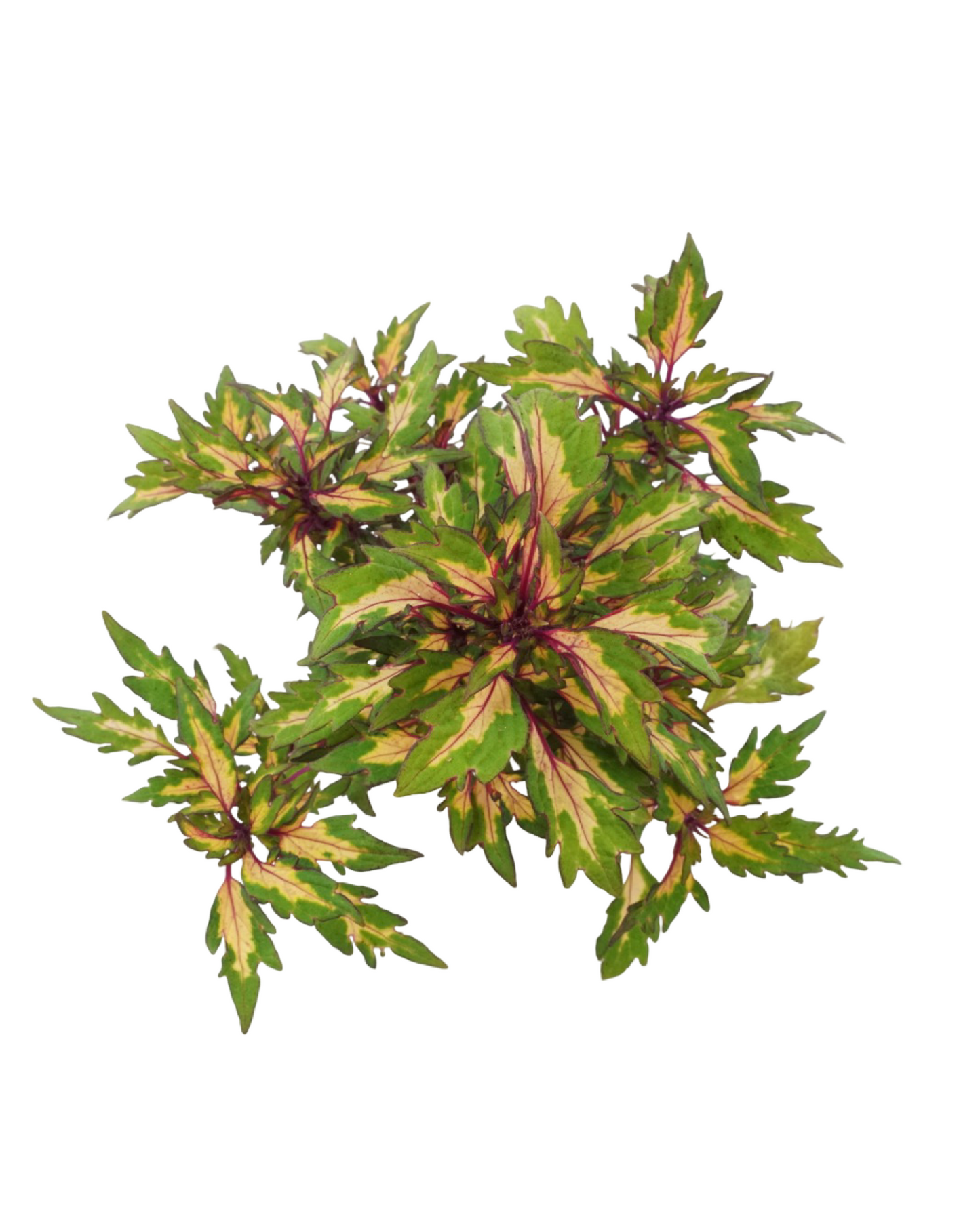 Coleus 'Down Town Miami Magic' - Annuals