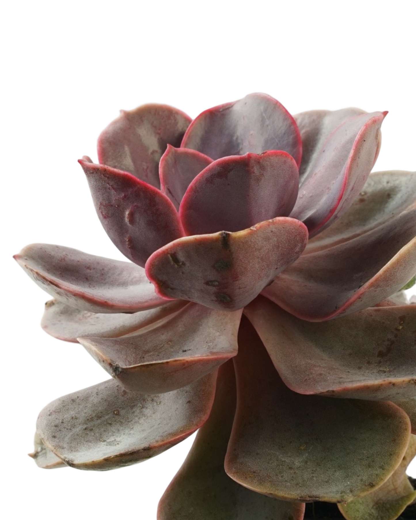 Echeveria 'Red Sky'
